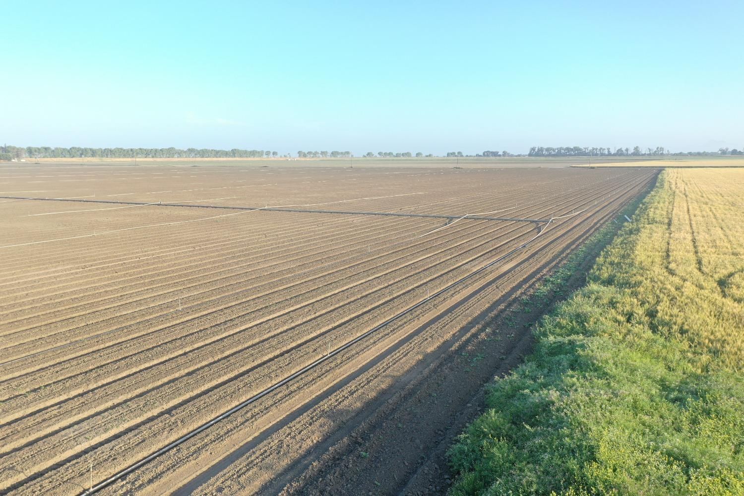 Agricultural field with plowed rows, adjacent to a field of wheat and green vegetation under a blue sky.