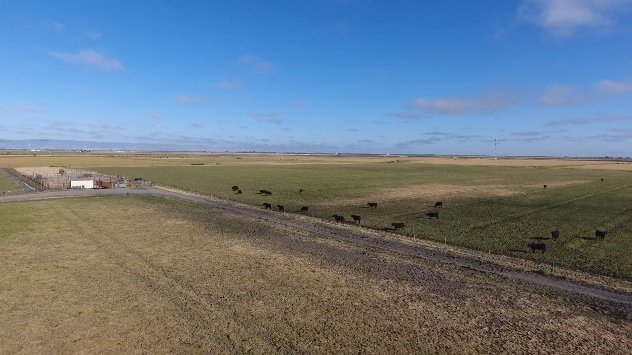 A herd of cows are grazing in a grassy field next to a dirt road.