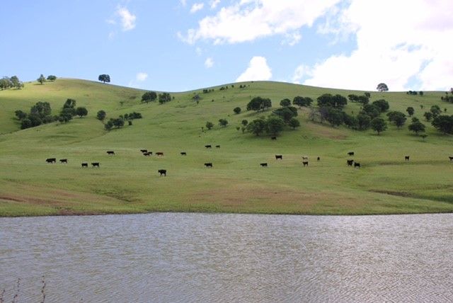 A lake in the middle of a grassy field