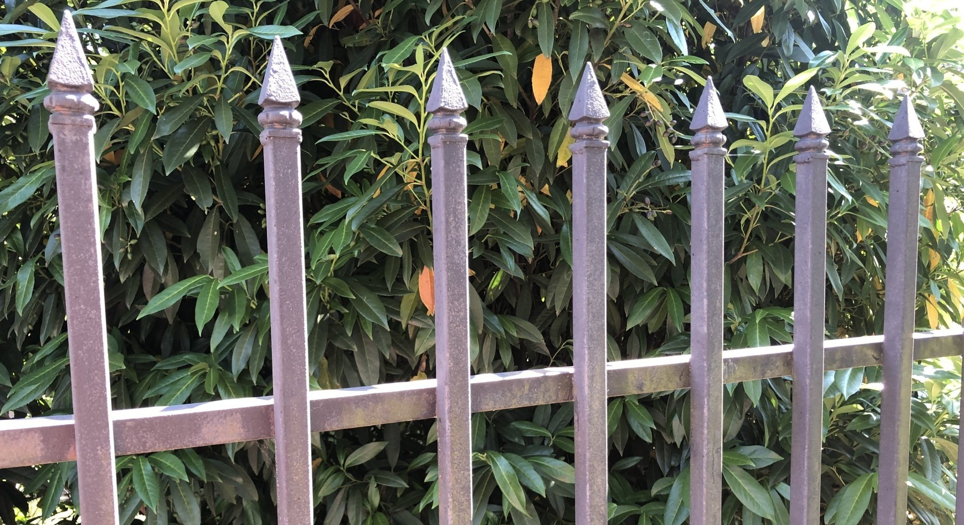 Decorative wrought iron fence spikes with pointed spears at North Tampa home