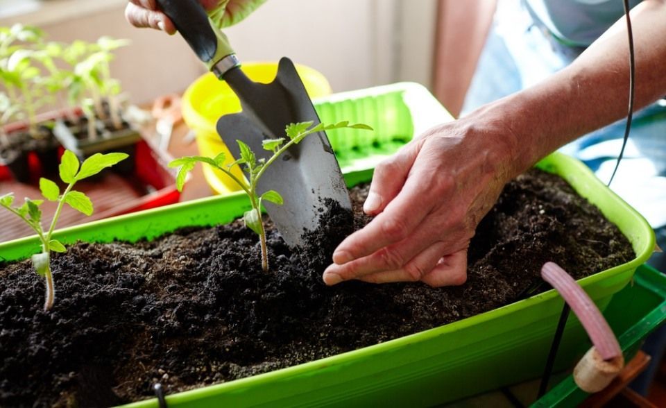 Old man gardening in home greenhouse. Men's hands planting tomato seedlings in the soil, selective focus. Planting and gardening at springtime