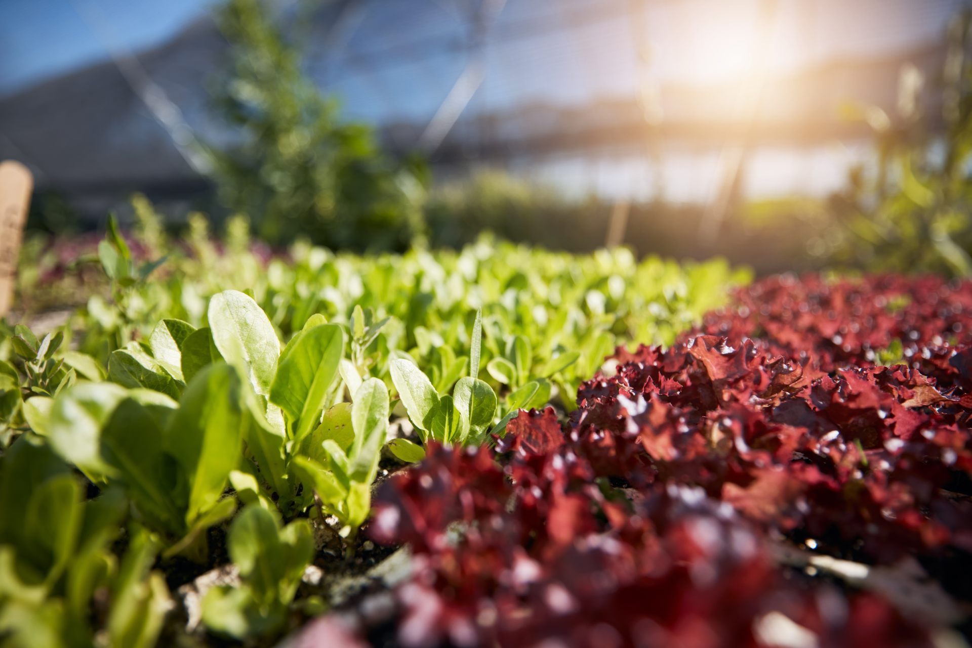 A bunch of lettuce plants are growing in a garden.
