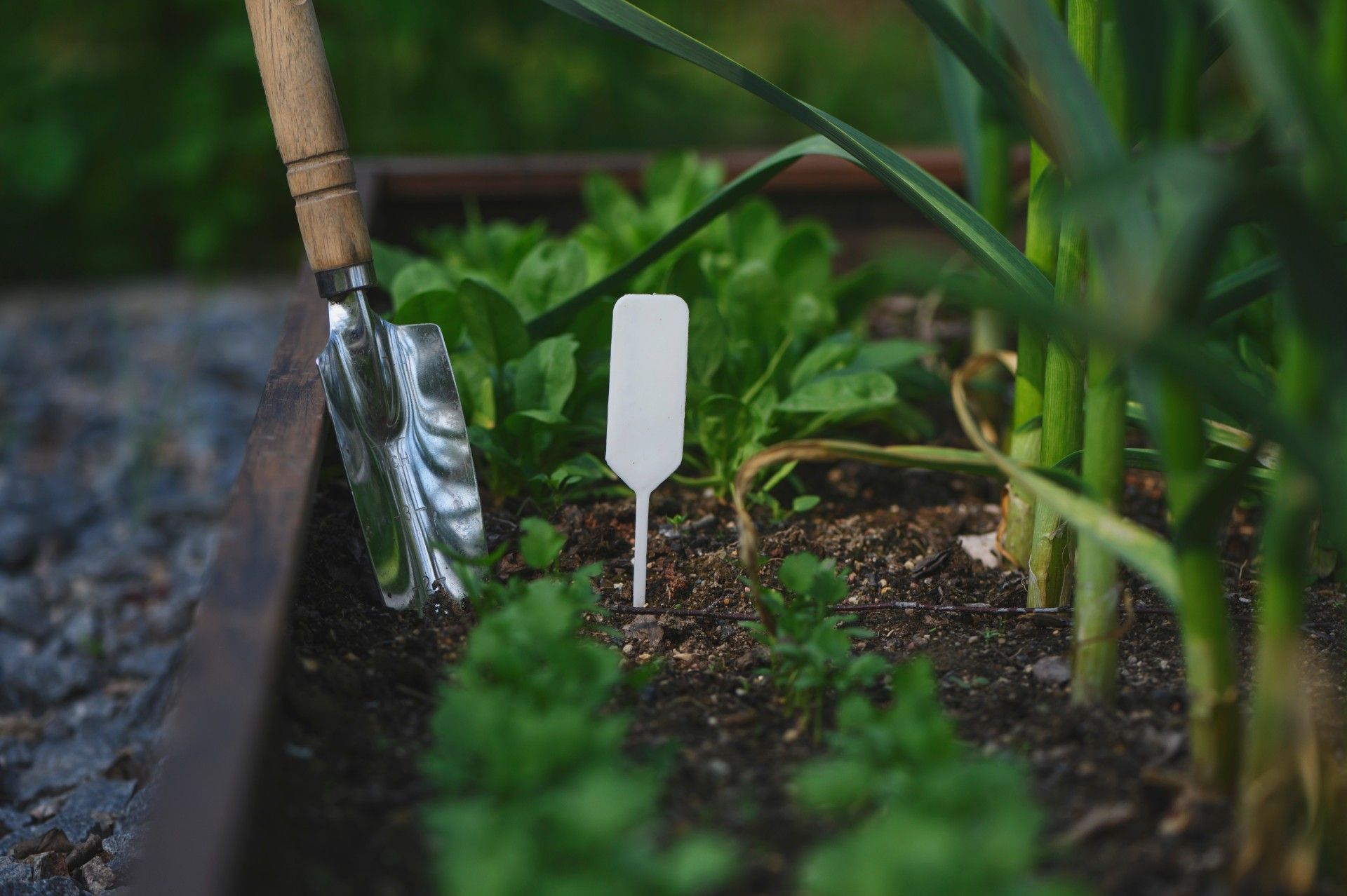 There is a shovel and a label in the garden.