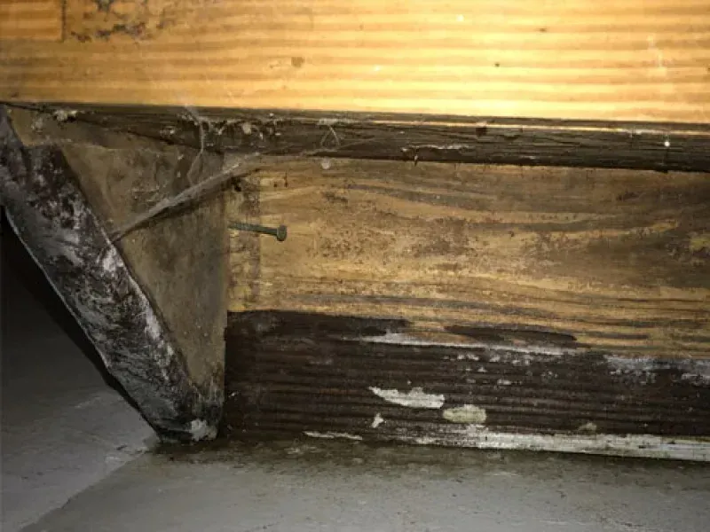Close-up of water-damaged, dark, decaying wood along the base of a wall in a dimly lit, unfinished area.