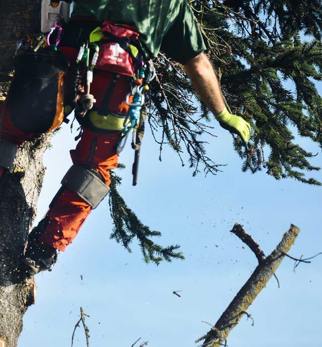 tree experts 