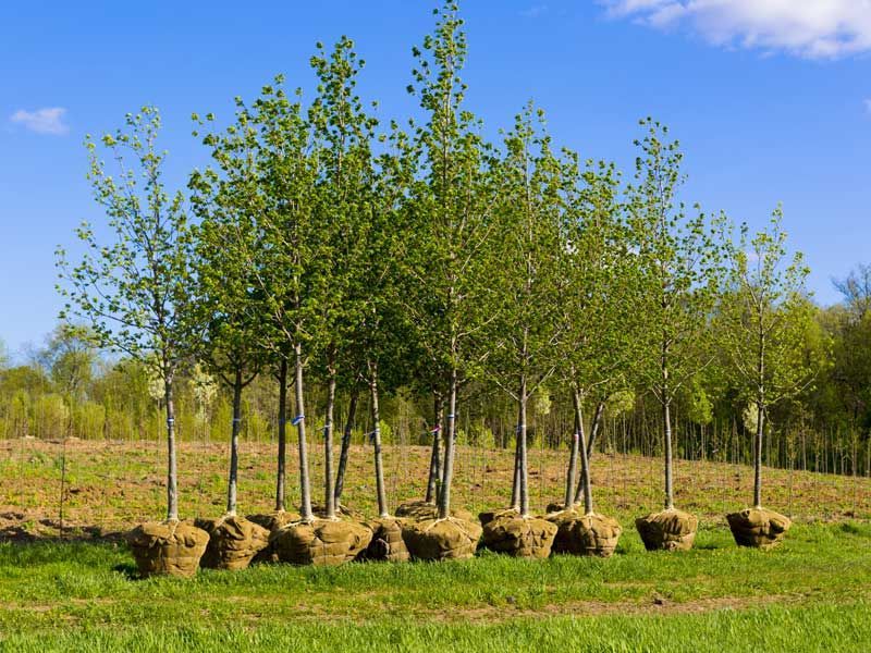 planting trees in washington