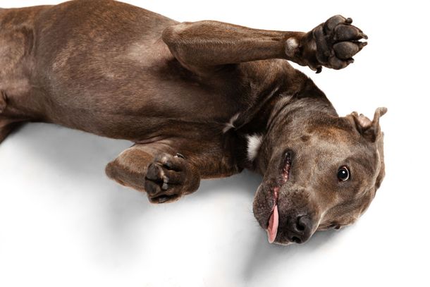 Foster a dog in Marshall County MS
