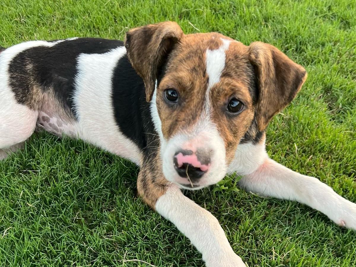 Volunteer with animals in Marshall County, MS