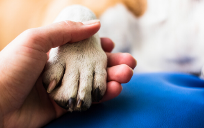 Person gently holding a small dog's paw on a blue blanket.