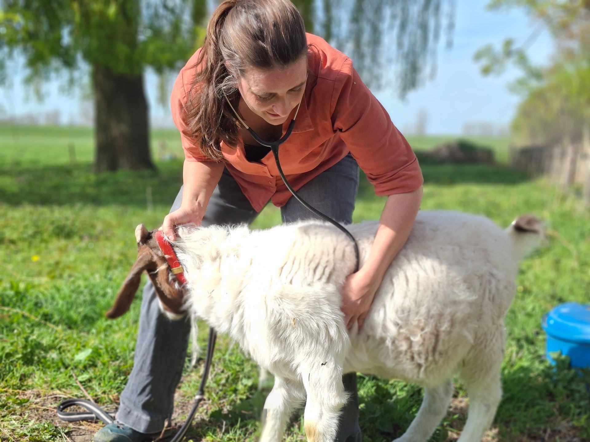 Bruin witte geit, in weide met boom op achtergrond wordt onderzocht met stethoscoop door de geitendokter.