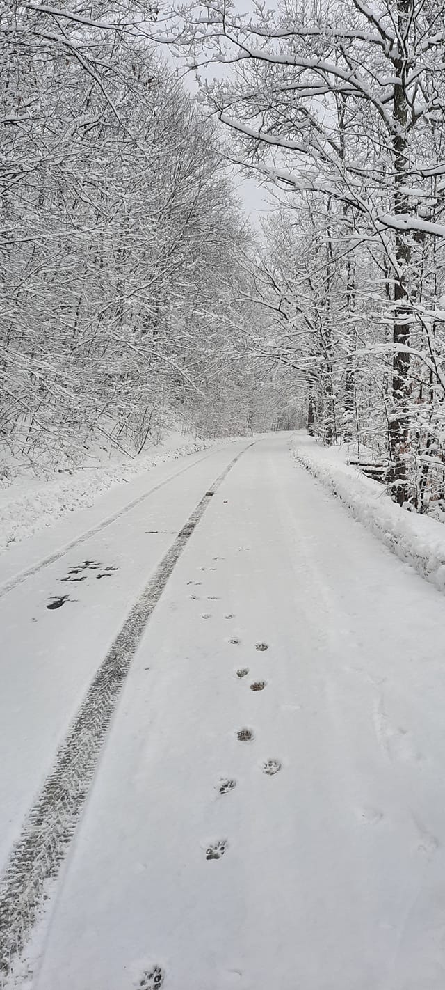 Route enneigée traversant une forêt. Traces de pneus et empreintes d'animaux dans la neige.
