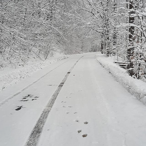 Route enneigée traversant une forêt ; des arbres bordent les côtés. Empreintes de pas et traces de pneus dans la neige.