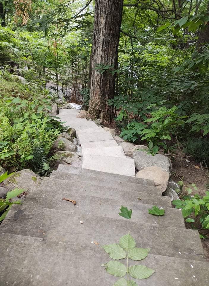 Un escalier en béton serpente à travers une zone boisée, en passant devant un grand arbre.