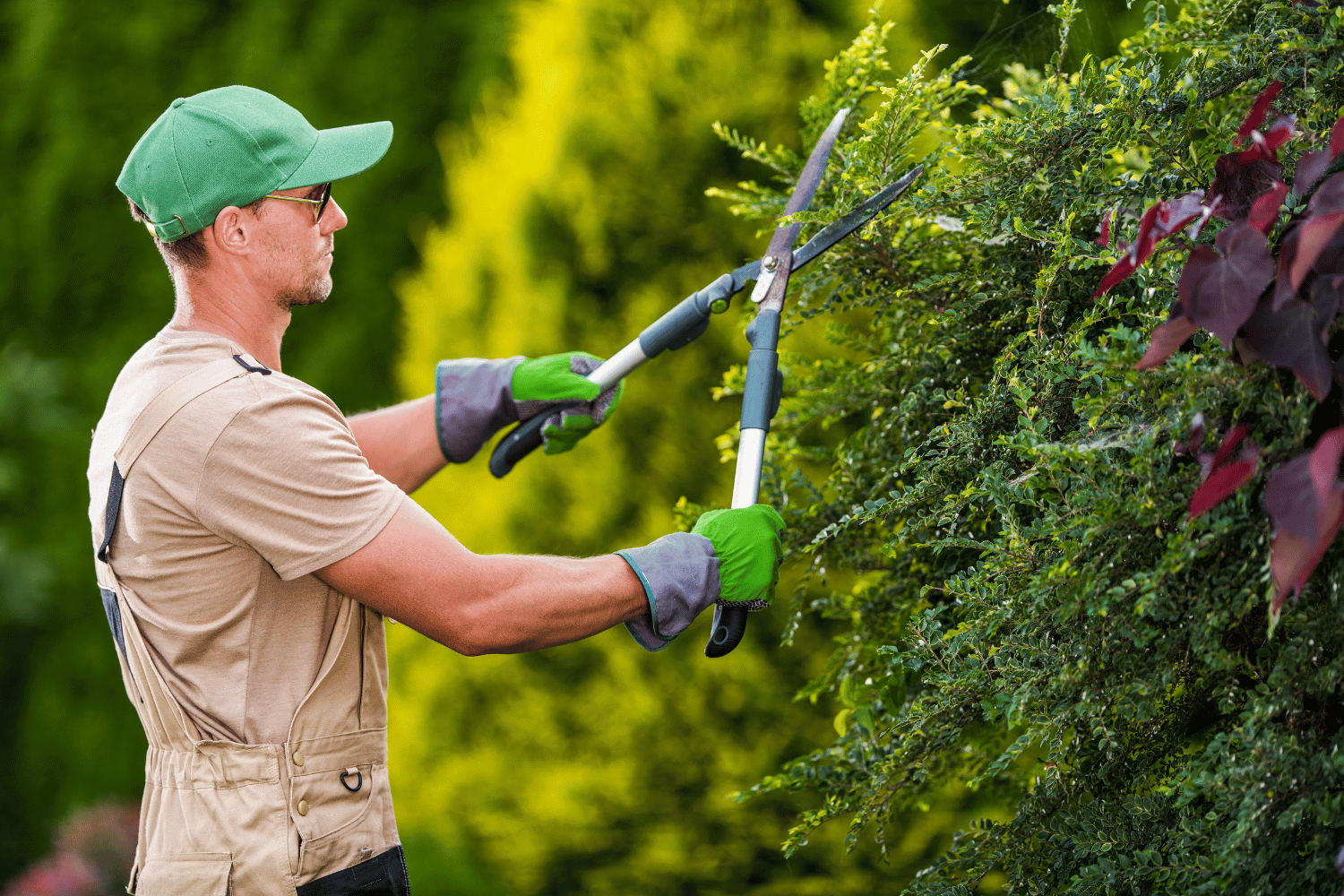 Worker trimming a hedge with electric shears in a green garden