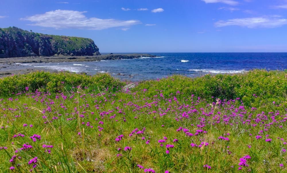 A Field of Purple Flowers — Coffs Coast Plumbing in Korora, NSW