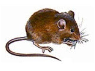 topo domestico