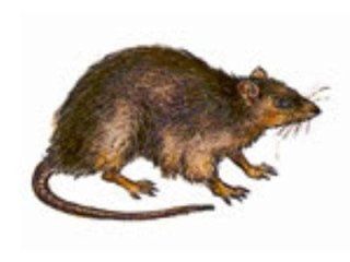 ratto delle fogne