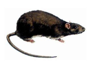 ratto dei tetti