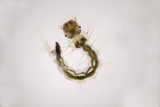 larva zanzara