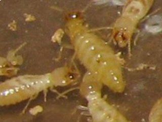 termite