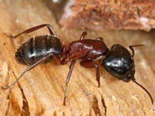 formica carpentiera