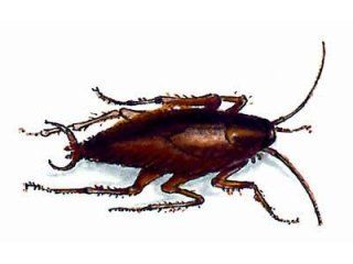 Blattella Germanica