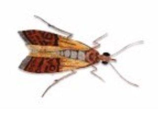 tignola fasciata
