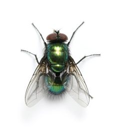 mosca domestica