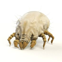 acari