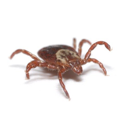 zecca