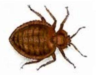 cimice dei letti