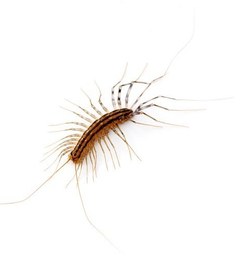 scutigera