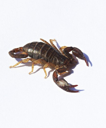 scorpione