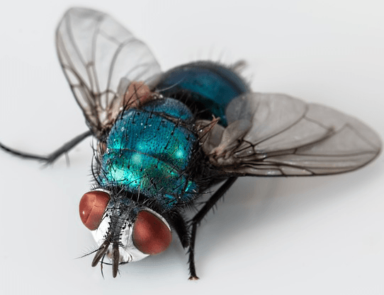 mosca domestica