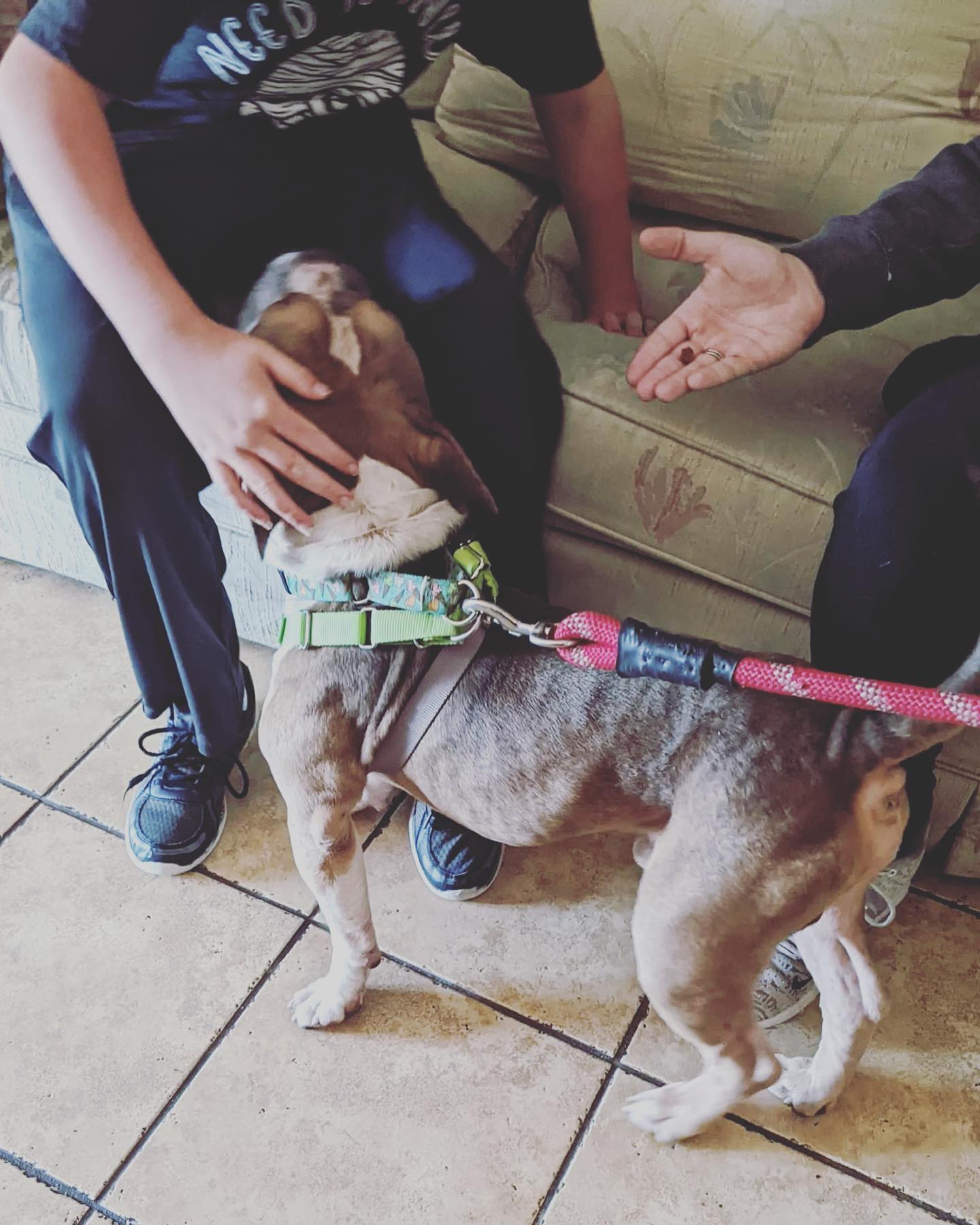 Person petting a brown-and-white dog on a leash beside a couch