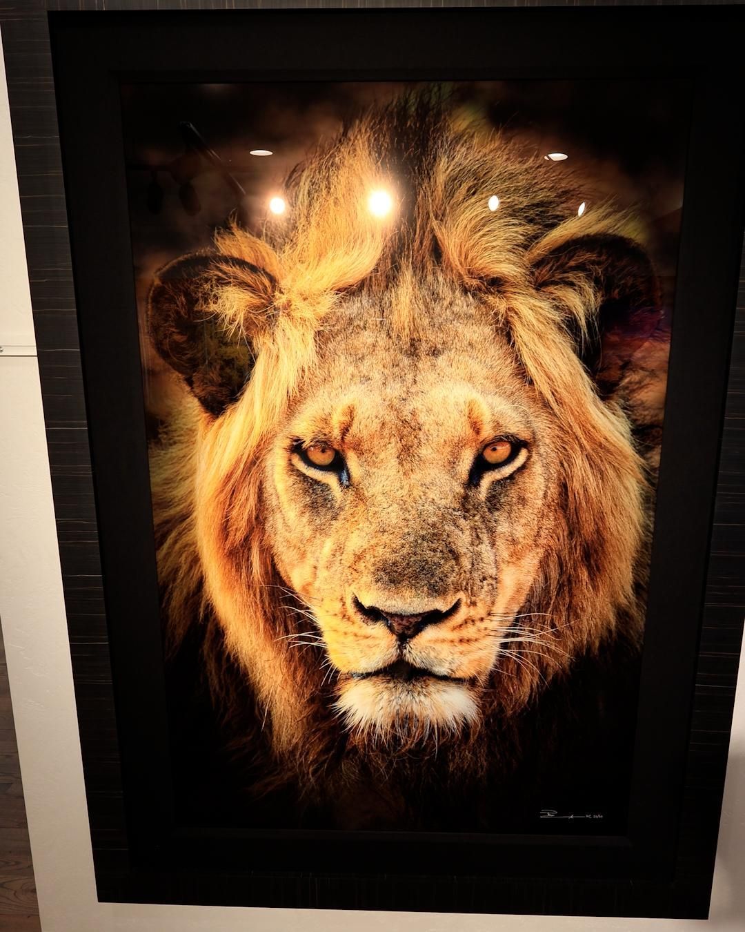 Framed Peter Lik photograph 'Pride' — close-up portrait of a male African lion with a golden mane staring directly at the camera, displayed in a black frame on a gallery wall.