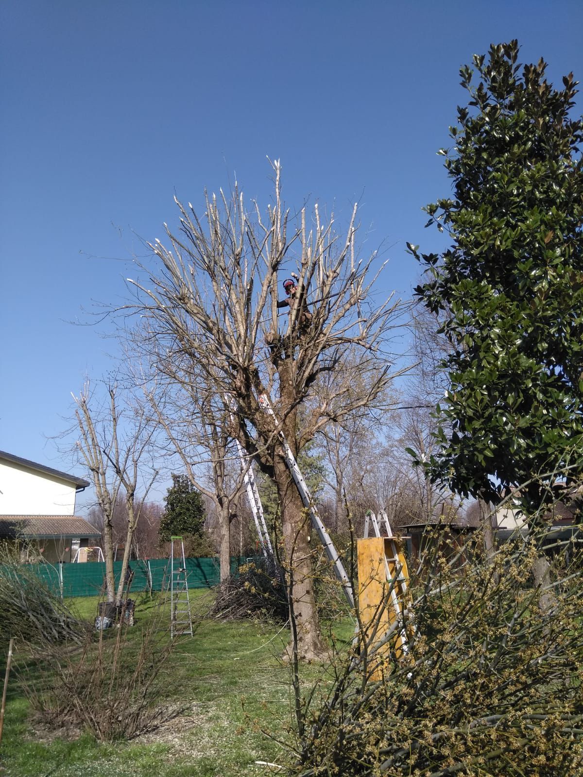 alberi