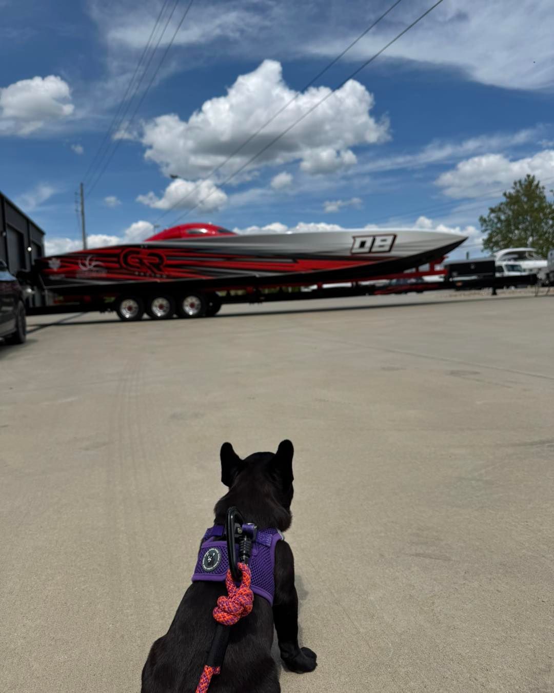 Black dog in purple harness watching a red-and-white speedboat on a trailer in a parking lot under a blue sky.