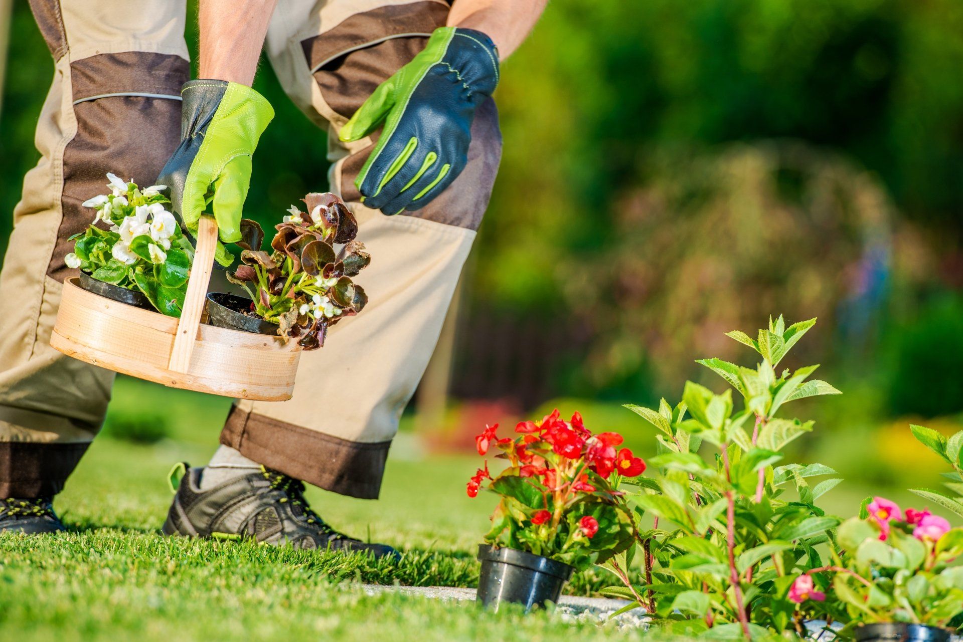 A gardener planting flower pots