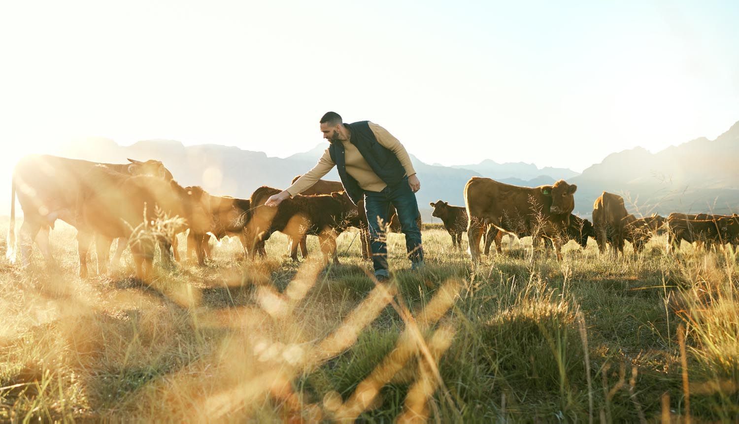 Farmer tending cattle in a sunlit pasture with mountains in the background