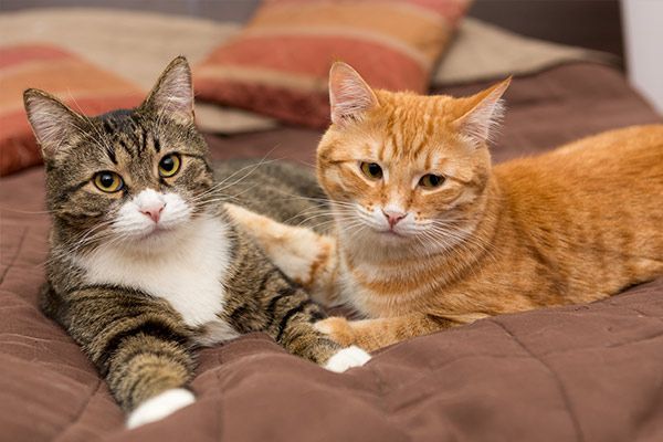 Two cats are laying next to each other on a bed.