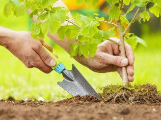 TREE PLANTING & STUMP WORK