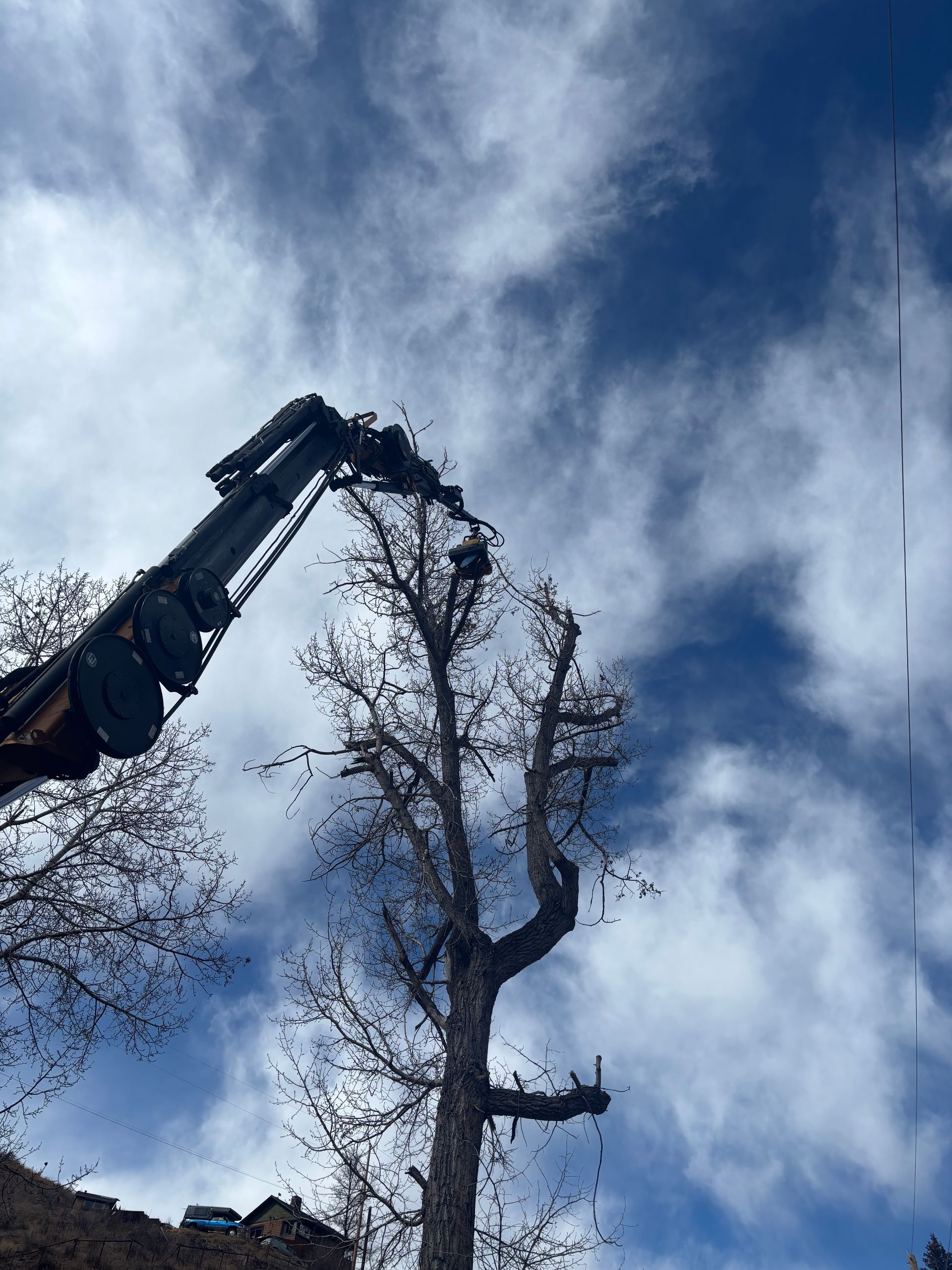 Excavator arm trimming a tall tree — Tree Services in Boise, ID