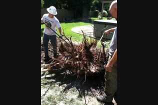 Two workers hauling a large tangled root ball in a sunlit yard