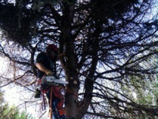 Person climbing a tree using ropes and gear in a wooded area