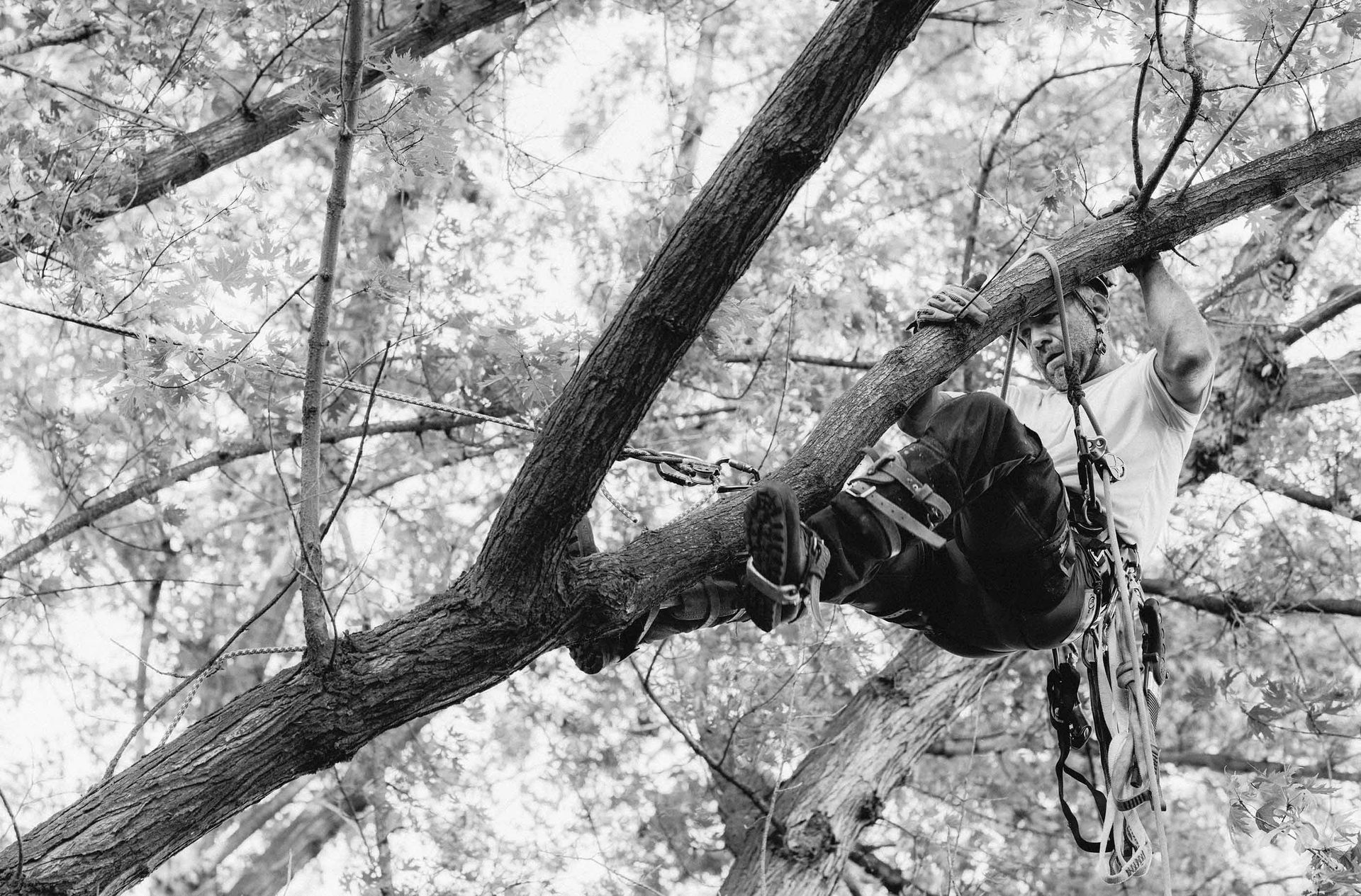 Person hanging from a tree branch in a snowy forest, with a rope or harness attached.