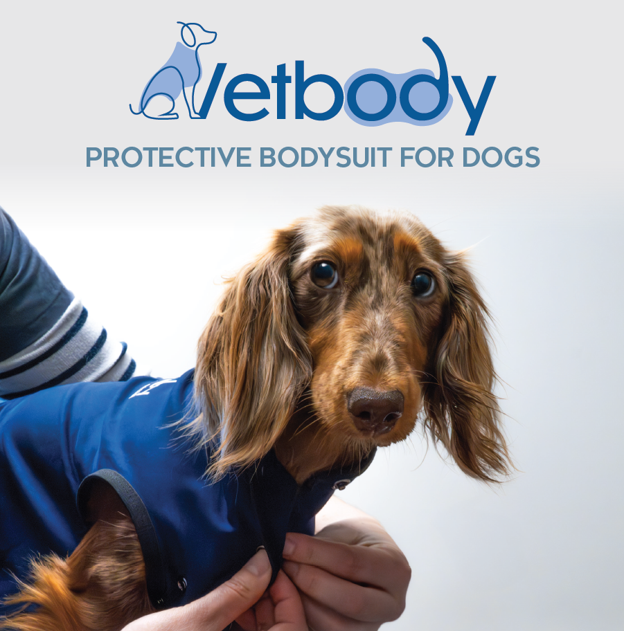 Дакел, облечен в син защитен костюм Vetbody. Човек закопчава костюма.