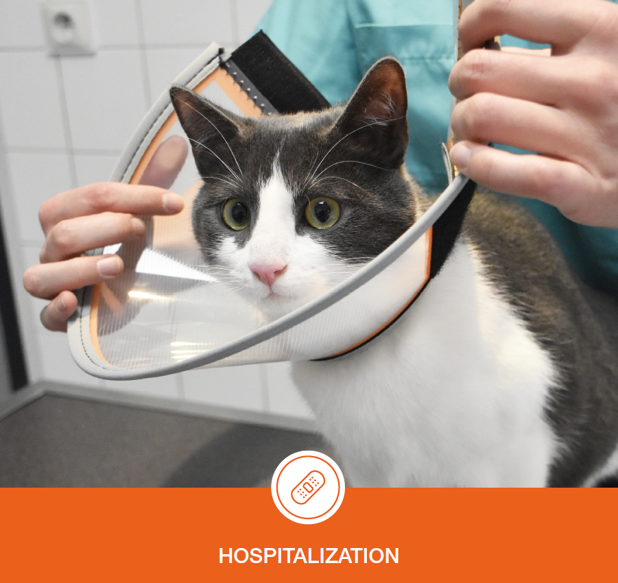 Котка с конусна каишка в клиника; човек намества каишката. Оранжев банер: Хоспитализация.