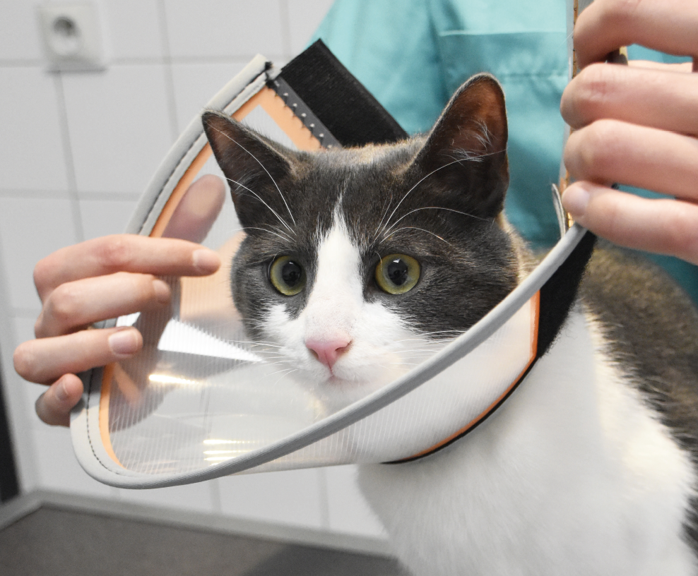 Котка с елизабетинска каишка, държана с ръце, на закрито. Котката има сиво-бяла козина и изглежда загрижена.