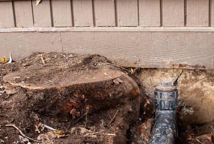 Large tree stump and exposed roots beside a house foundation and black drain pipe.